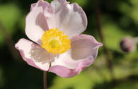 Chinesische Herbst-Anemone