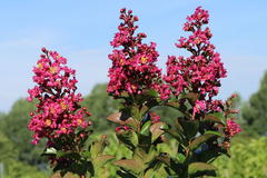 Chinesische Kräuselmyrte 'Berry Dazzle'