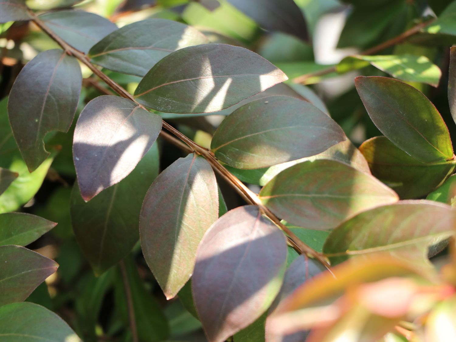 Chinesische Kräuselmyrte 'Berry Dazzle' - Lagerstroemia indica 'Berry Dazzle'