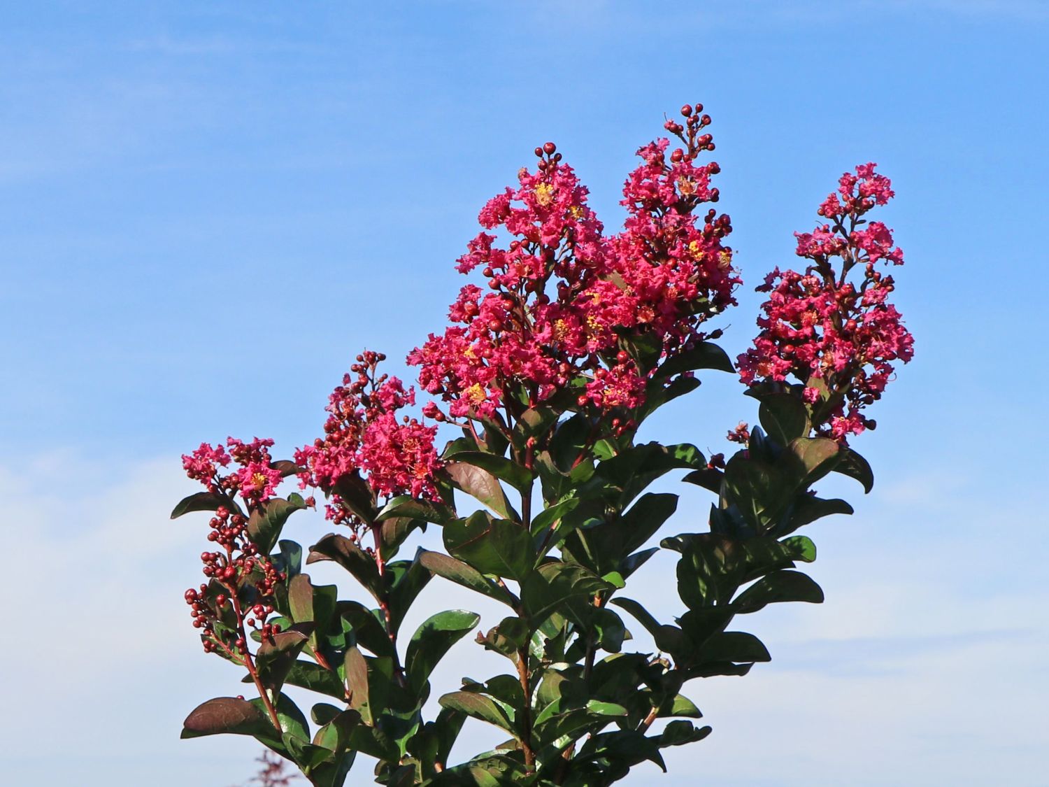 Chinesische Kräuselmyrte 'Berry Dazzle' - Lagerstroemia indica 'Berry Dazzle'
