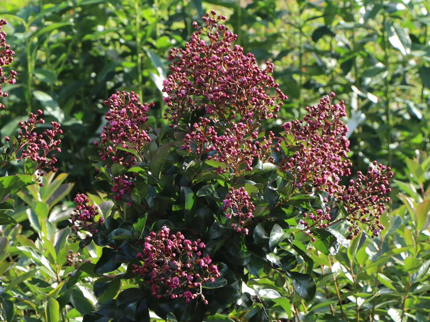 Chinesische Kräuselmyrte 'Berry Dazzle' - Lagerstroemia indica 'Berry Dazzle'
