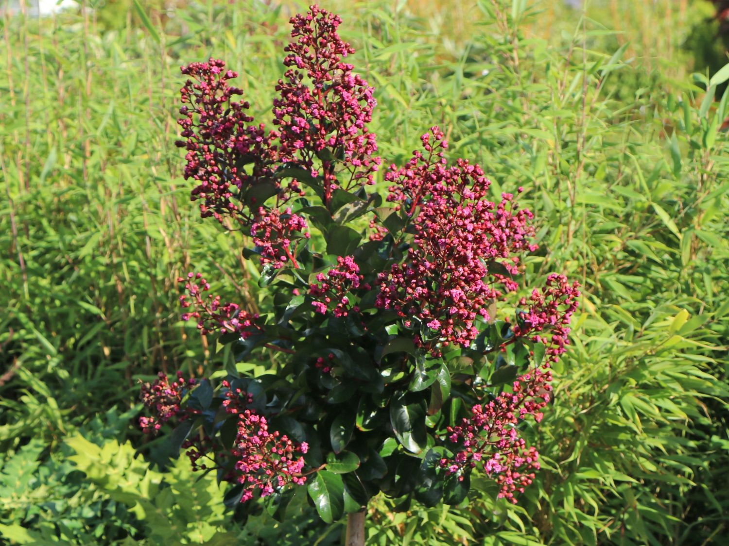 Chinesische Kräuselmyrte 'Berry Dazzle' - Lagerstroemia indica 'Berry Dazzle'