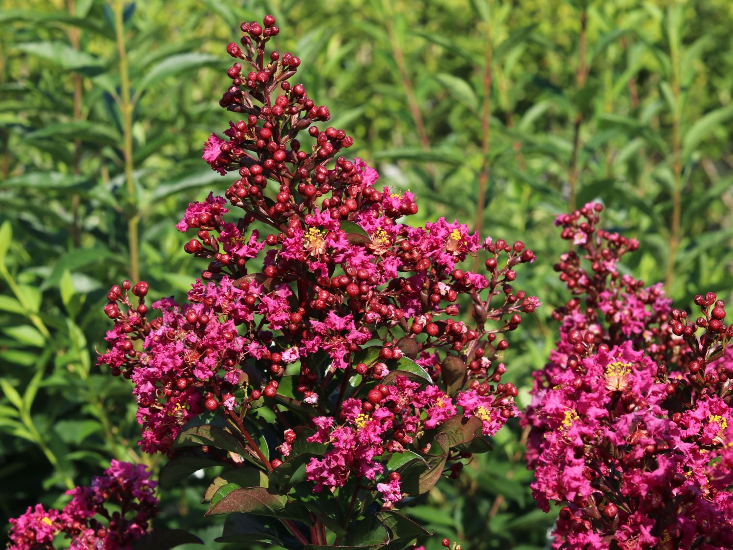 Chinesische Kräuselmyrte 'Berry Dazzle' - Lagerstroemia indica 'Berry Dazzle'