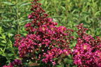 Chinesische Kräuselmyrte 'Berry Dazzle' - Lagerstroemia indica 'Berry Dazzle'