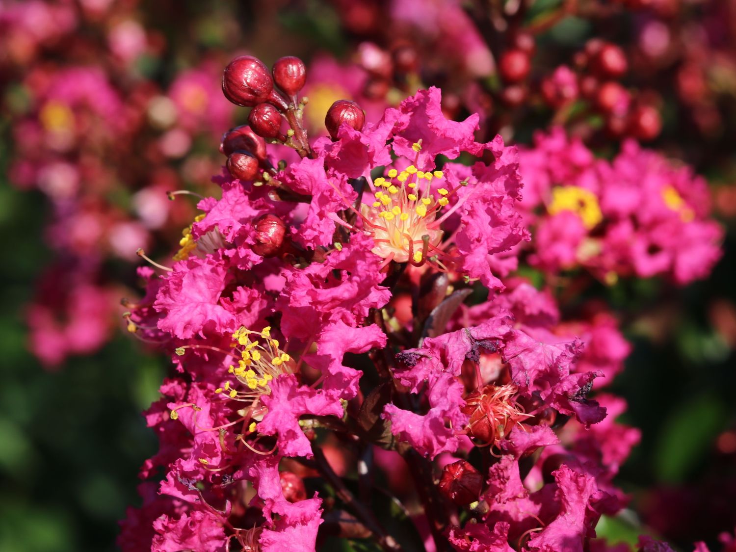 Chinesische Kräuselmyrte 'Berry Dazzle' - Lagerstroemia indica 'Berry Dazzle'