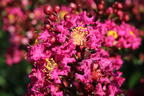 Chinesische Kräuselmyrte 'Berry Dazzle' - Lagerstroemia indica 'Berry Dazzle'