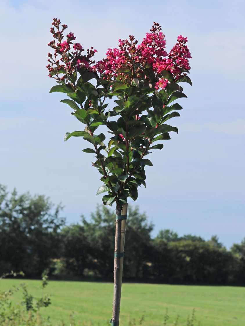Chinesische Kräuselmyrte 'Berry Dazzle' - Lagerstroemia indica 'Berry Dazzle'
