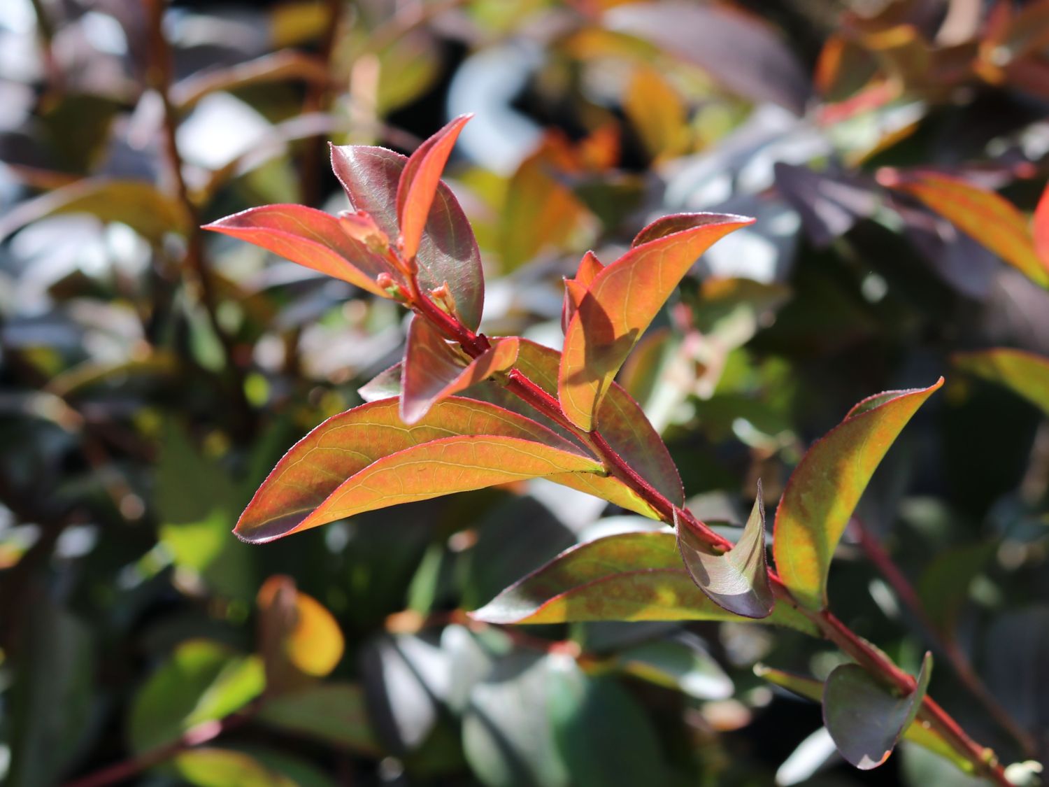 Chinesische Kräuselmyrte 'Berry Dazzle' - Lagerstroemia indica 'Berry Dazzle'