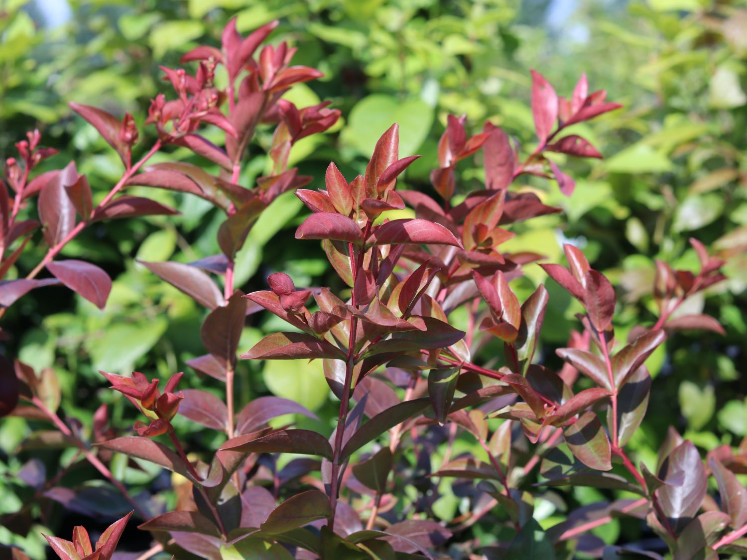 Chinesische Kräuselmyrte 'Berry Dazzle' - Lagerstroemia indica 'Berry Dazzle'