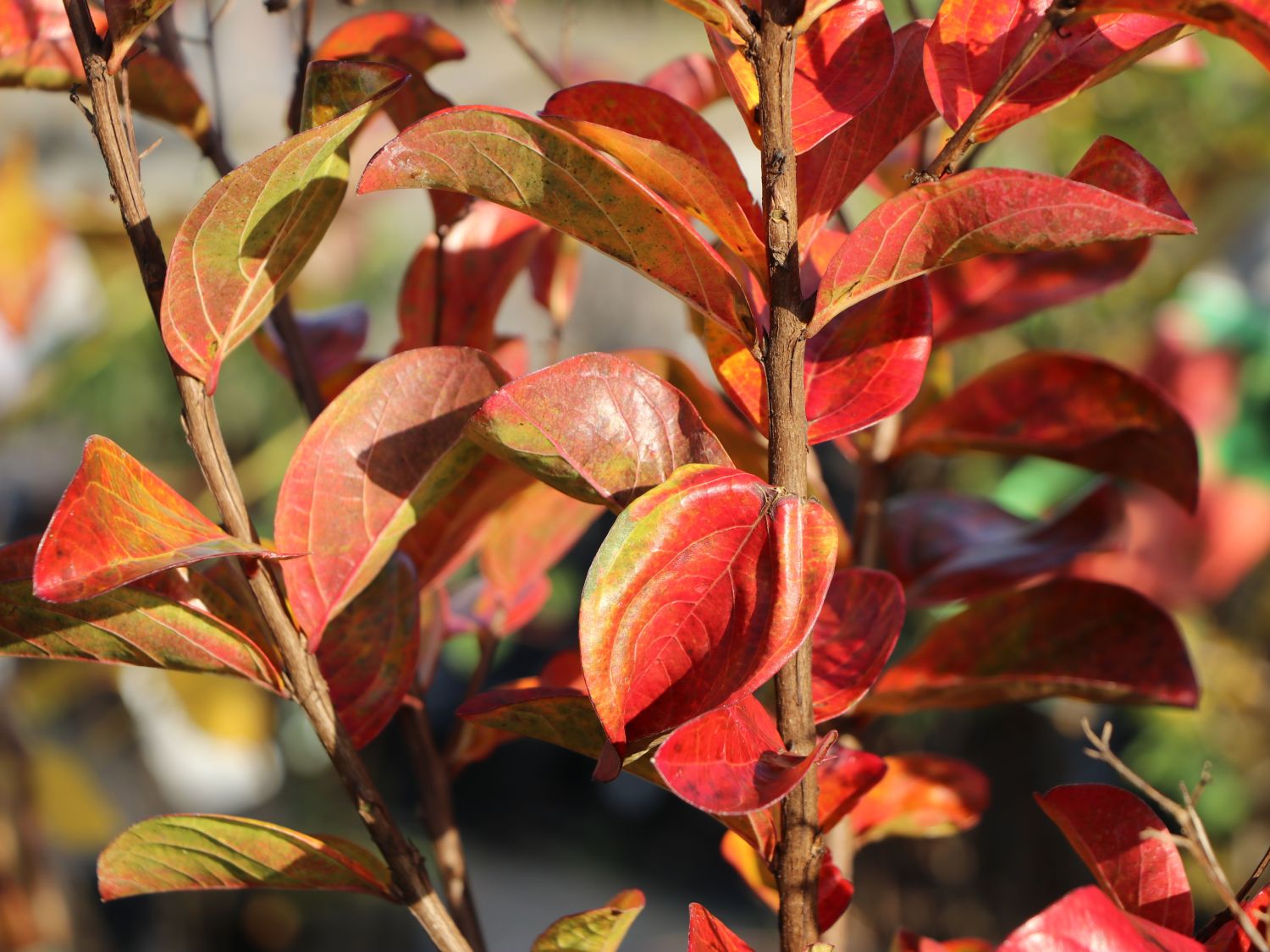 Chinesische Kräuselmyrte 'Berry Dazzle' - Lagerstroemia indica 'Berry Dazzle'