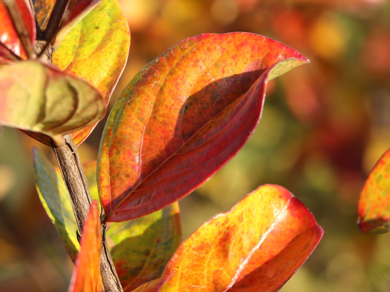Chinesische Kräuselmyrte 'Berry Dazzle' - Lagerstroemia indica 'Berry Dazzle'