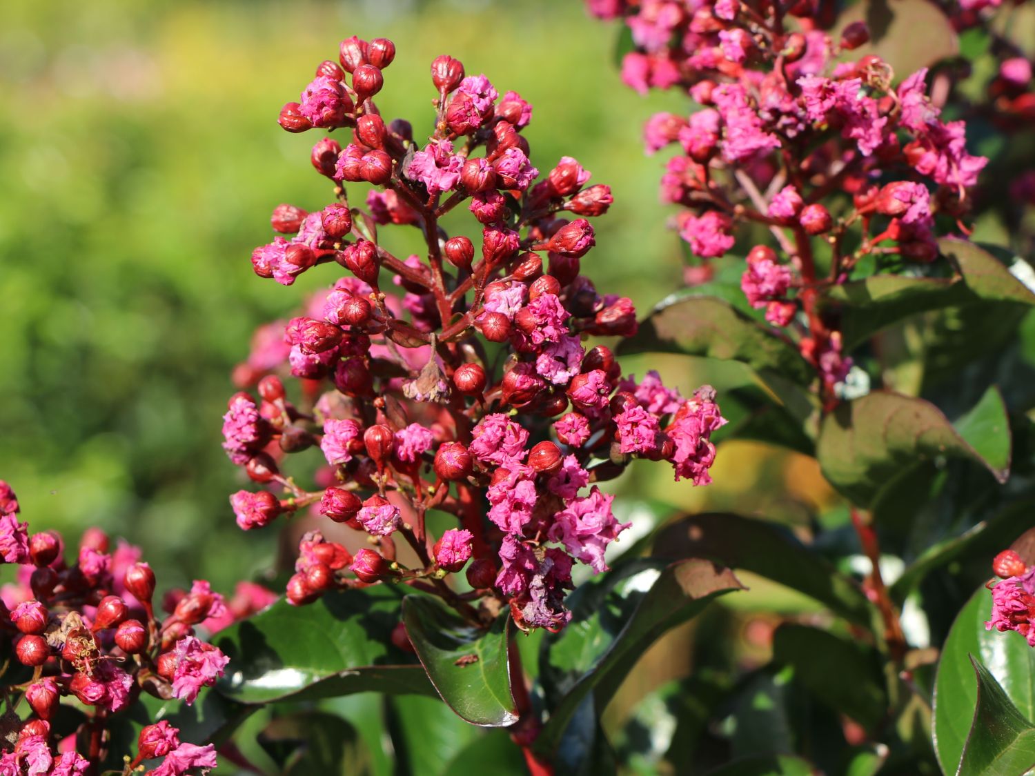 Chinesische Kräuselmyrte 'Berry Dazzle' - Lagerstroemia indica 'Berry Dazzle'