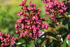Chinesische Kräuselmyrte 'Berry Dazzle' - Lagerstroemia indica 'Berry Dazzle'