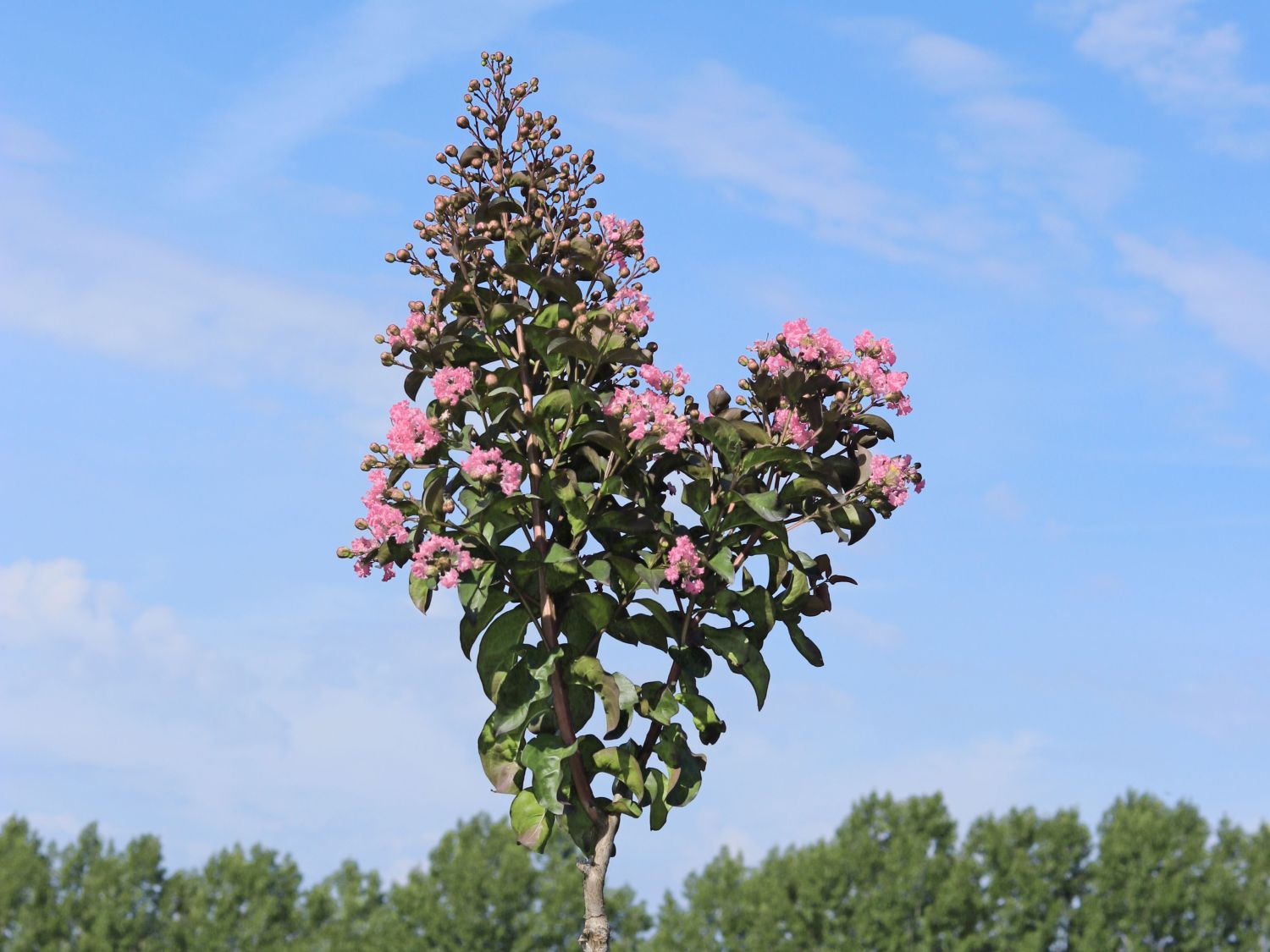 Chinesische Kräuselmyrte 'Cordon Blue' - Lagerstroemia indicia 'Cordon Blue'