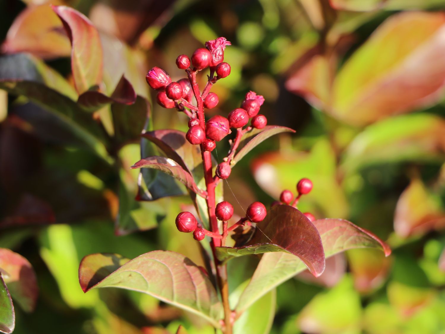 Chinesische Kräuselmyrte 'Cordon Blue' - Lagerstroemia indicia 'Cordon Blue'