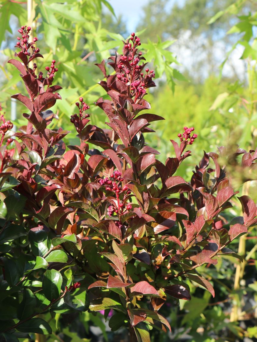 Chinesische Kräuselmyrte 'Cordon Blue' - Lagerstroemia indicia 'Cordon Blue'