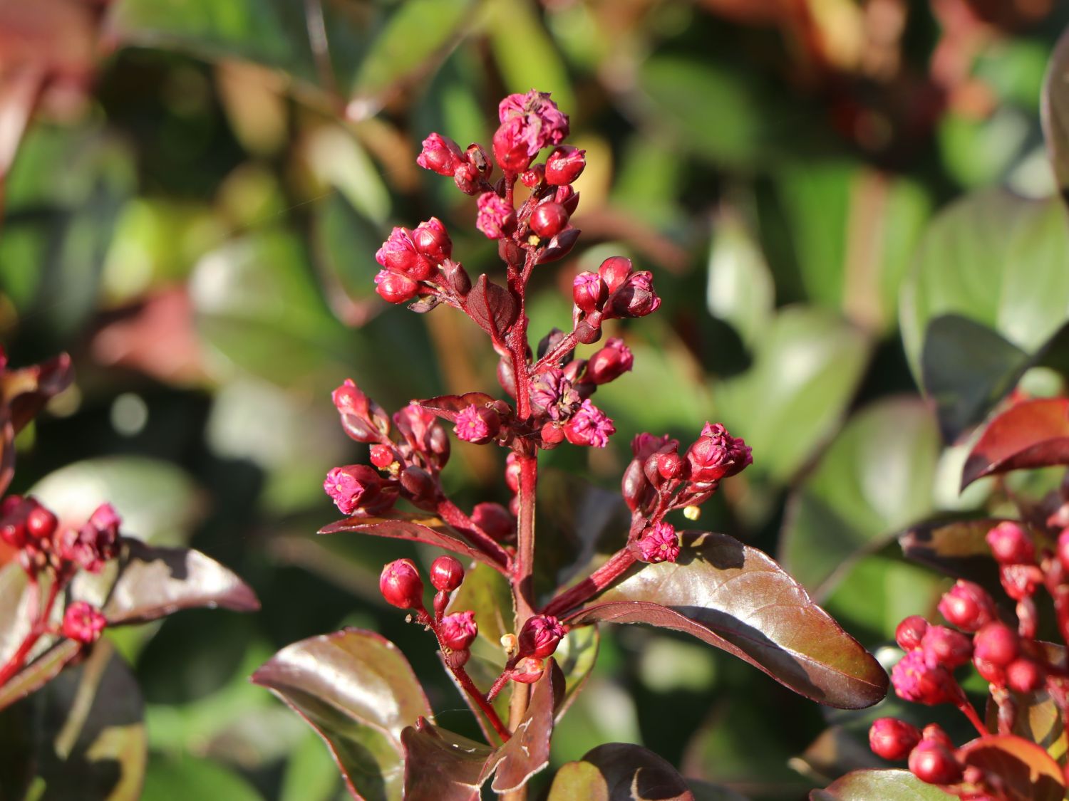 Chinesische Kräuselmyrte 'Cordon Blue' - Lagerstroemia indicia 'Cordon Blue'