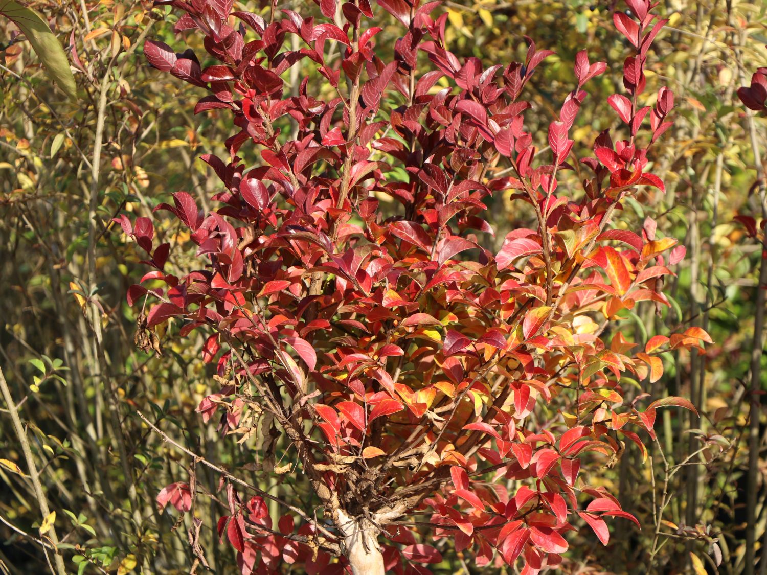 Chinesische Kräuselmyrte 'Cordon Blue' - Lagerstroemia indicia 'Cordon Blue'