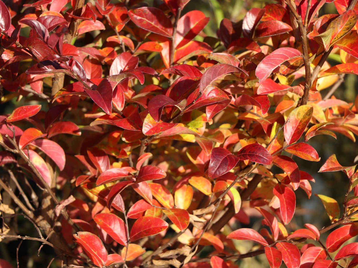 Chinesische Kräuselmyrte 'Cordon Blue' - Lagerstroemia indicia 'Cordon Blue'