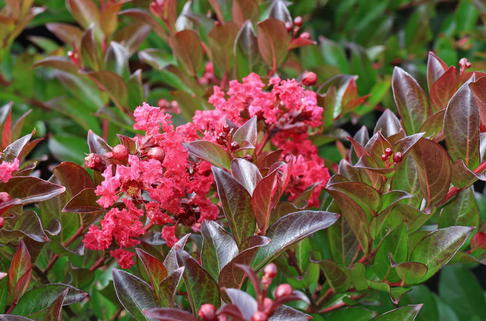 Chinesische Kräuselmyrte 'Enduring Summer Red' - Lagerstroemia indica 'Enduring Summer Red'