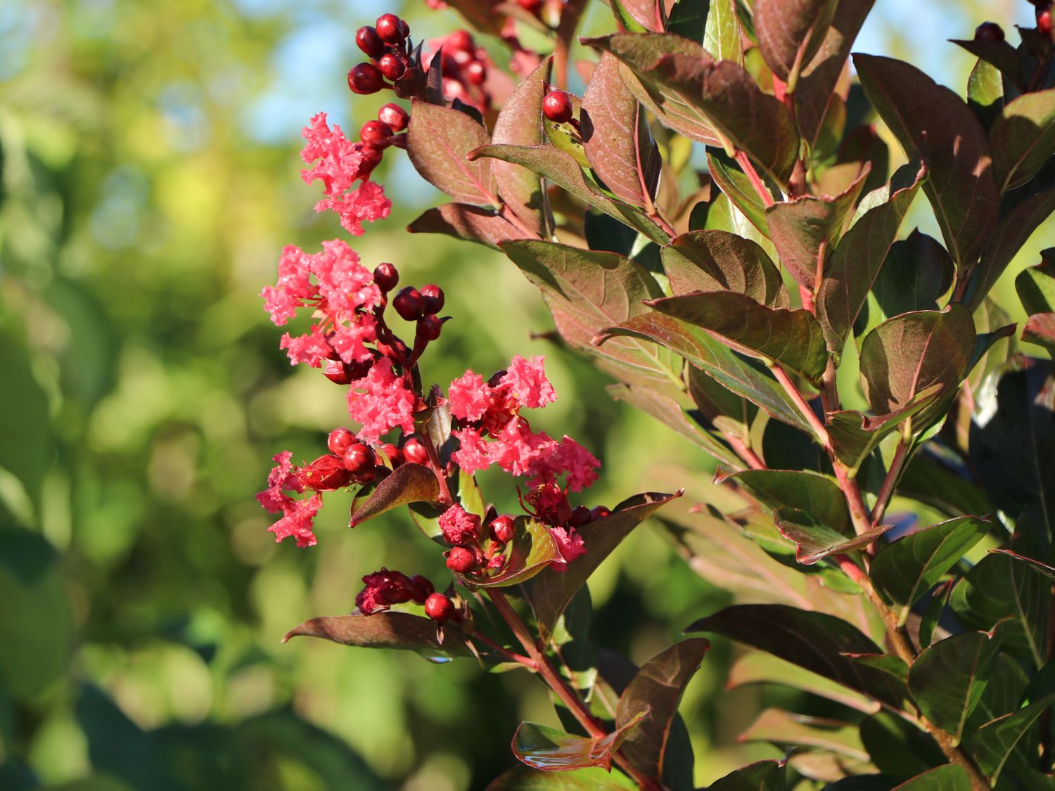 Chinesische Kräuselmyrte 'Enduring Summer Red' - Lagerstroemia indica 'Enduring Summer Red'