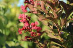 Chinesische Kräuselmyrte 'Enduring Summer Red' - Lagerstroemia indica 'Enduring Summer Red'