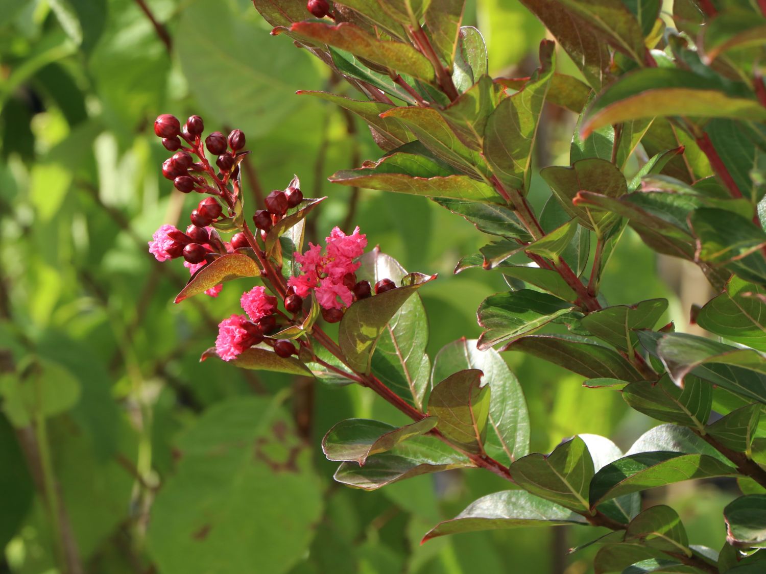 Chinesische Kräuselmyrte 'Enduring Summer Red' - Lagerstroemia indica 'Enduring Summer Red'