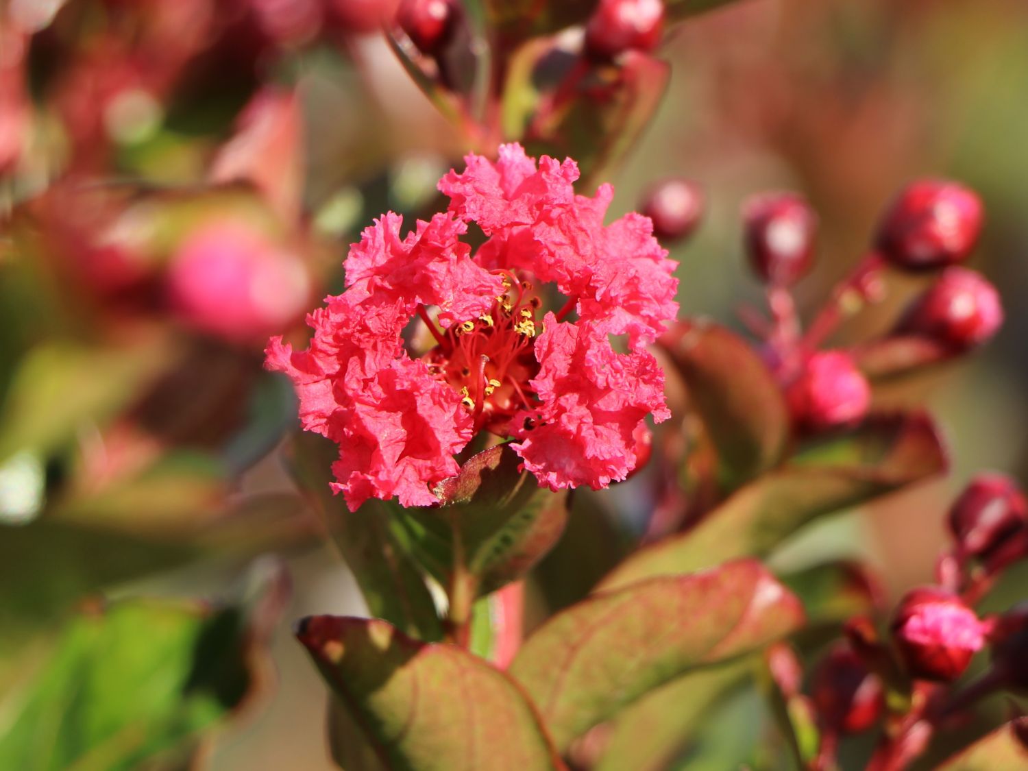 Chinesische Kräuselmyrte 'Enduring Summer Red' - Lagerstroemia indica 'Enduring Summer Red'