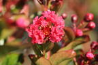 Chinesische Kräuselmyrte 'Enduring Summer Red' - Lagerstroemia indica 'Enduring Summer Red'