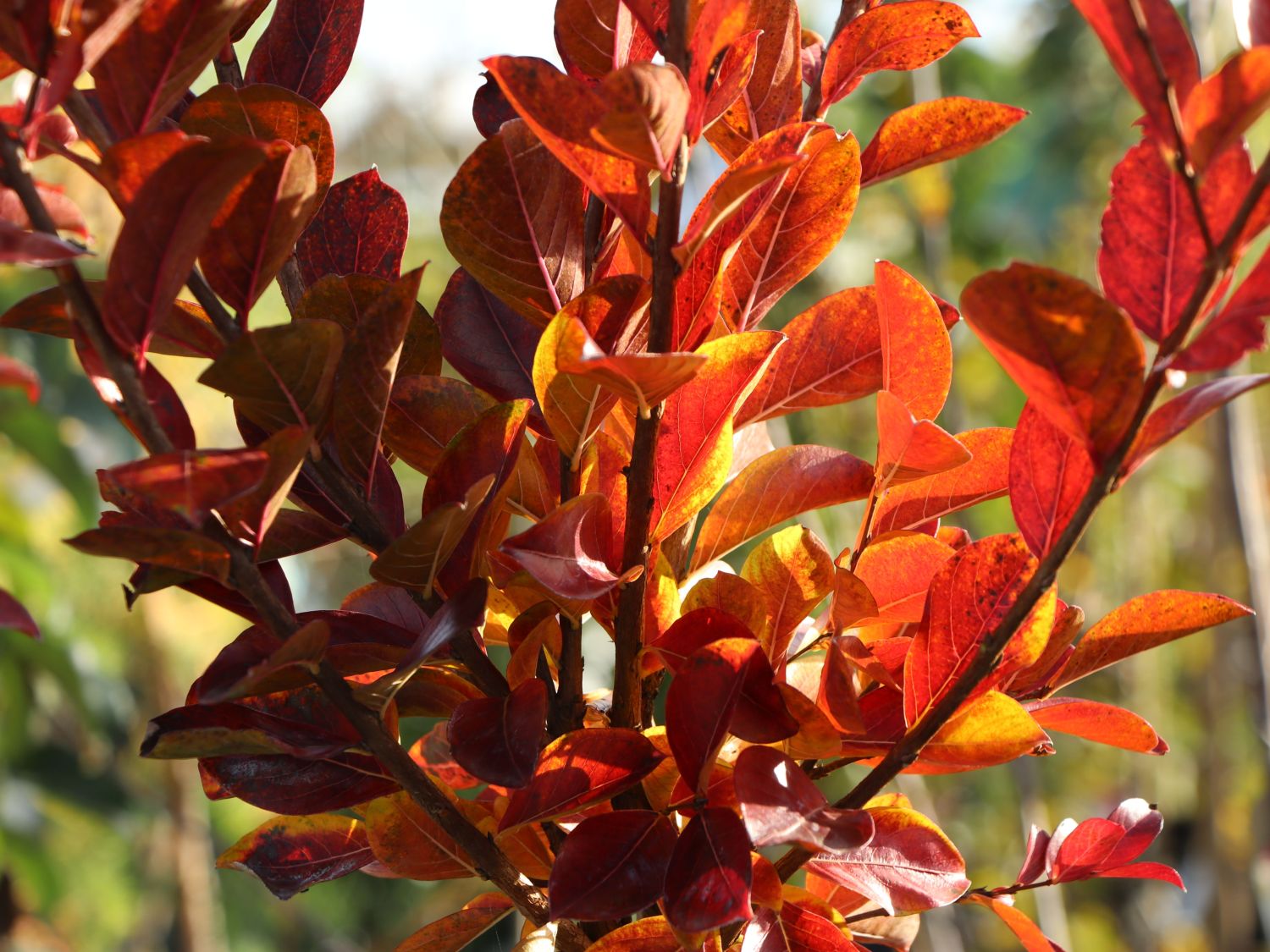 Chinesische Kräuselmyrte 'Enduring Summer Red' - Lagerstroemia indica 'Enduring Summer Red'