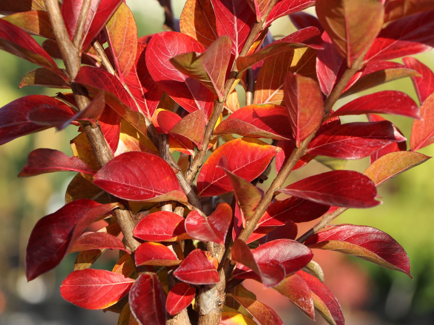 Chinesische Kräuselmyrte 'Enduring Summer Red' - Lagerstroemia indica 'Enduring Summer Red'
