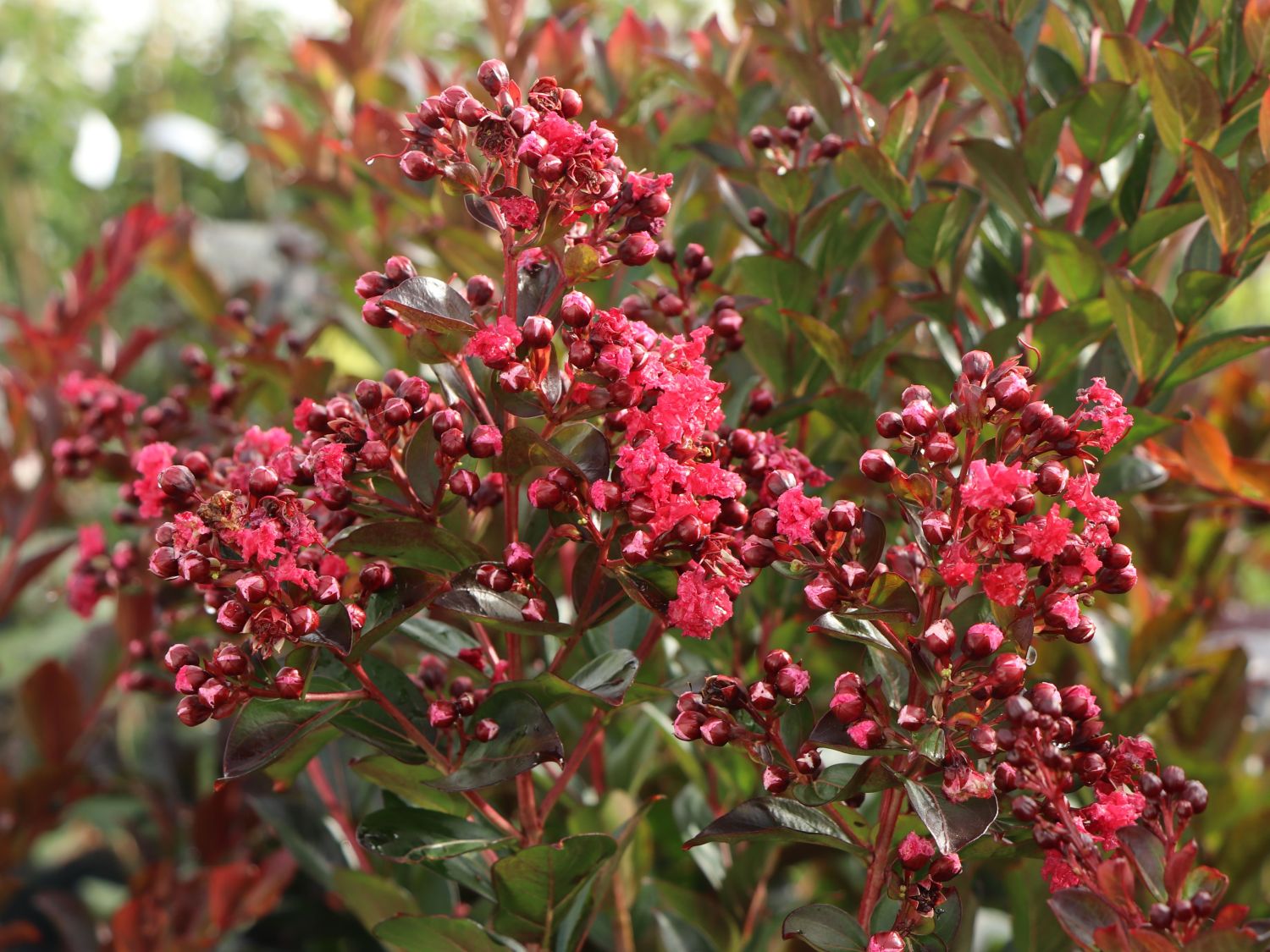 Chinesische Kräuselmyrte 'Enduring Summer Red' - Lagerstroemia indica 'Enduring Summer Red'