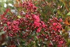 Chinesische Kräuselmyrte 'Enduring Summer Red' - Lagerstroemia indica 'Enduring Summer Red'