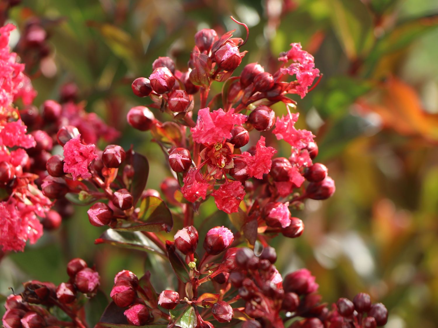 Chinesische Kräuselmyrte 'Enduring Summer Red' - Lagerstroemia indica 'Enduring Summer Red'