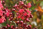 Chinesische Kräuselmyrte 'Enduring Summer Red' - Lagerstroemia indica 'Enduring Summer Red'