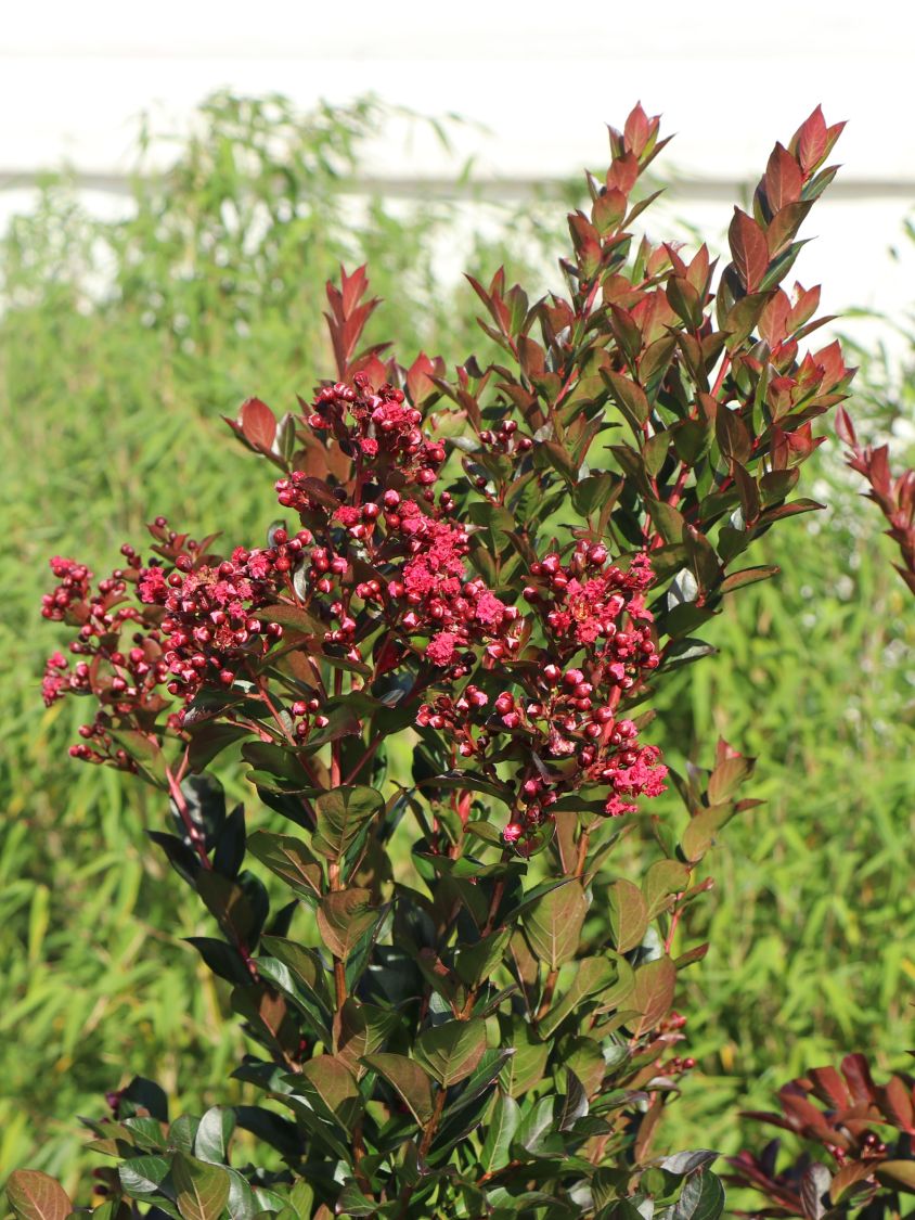 Chinesische Kräuselmyrte 'Enduring Summer Red' - Lagerstroemia indica 'Enduring Summer Red'
