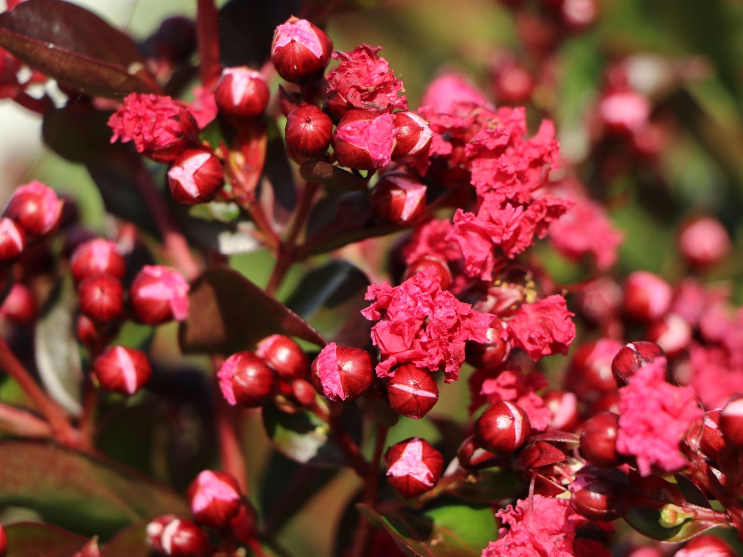 Chinesische Kräuselmyrte 'Enduring Summer Red' - Lagerstroemia indica 'Enduring Summer Red'