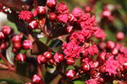 Chinesische Kräuselmyrte 'Enduring Summer Red' - Lagerstroemia indica 'Enduring Summer Red'