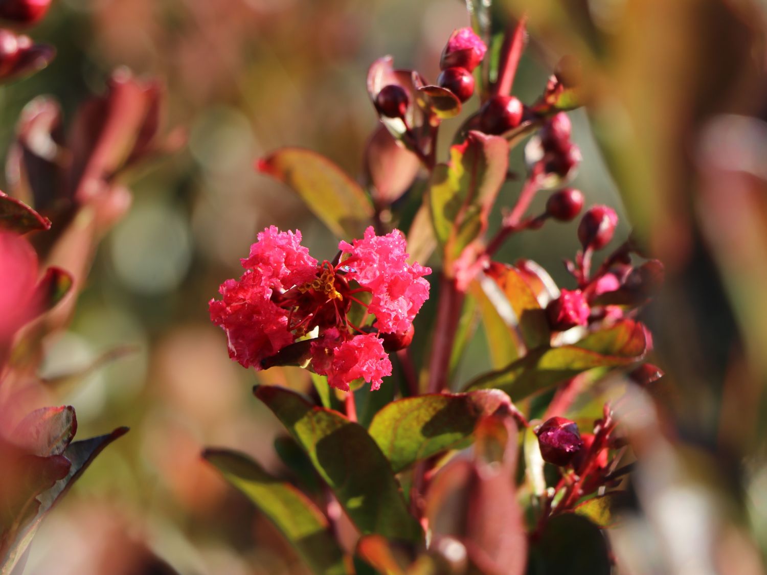 Chinesische Kräuselmyrte 'Enduring Summer Red' - Lagerstroemia indica 'Enduring Summer Red'