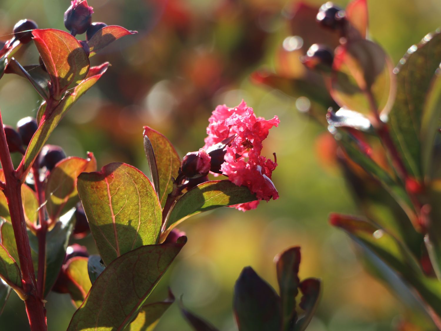 Chinesische Kräuselmyrte 'Enduring Summer Red' - Lagerstroemia indica 'Enduring Summer Red'