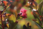 Chinesische Kräuselmyrte 'Enduring Summer Red' - Lagerstroemia indica 'Enduring Summer Red'