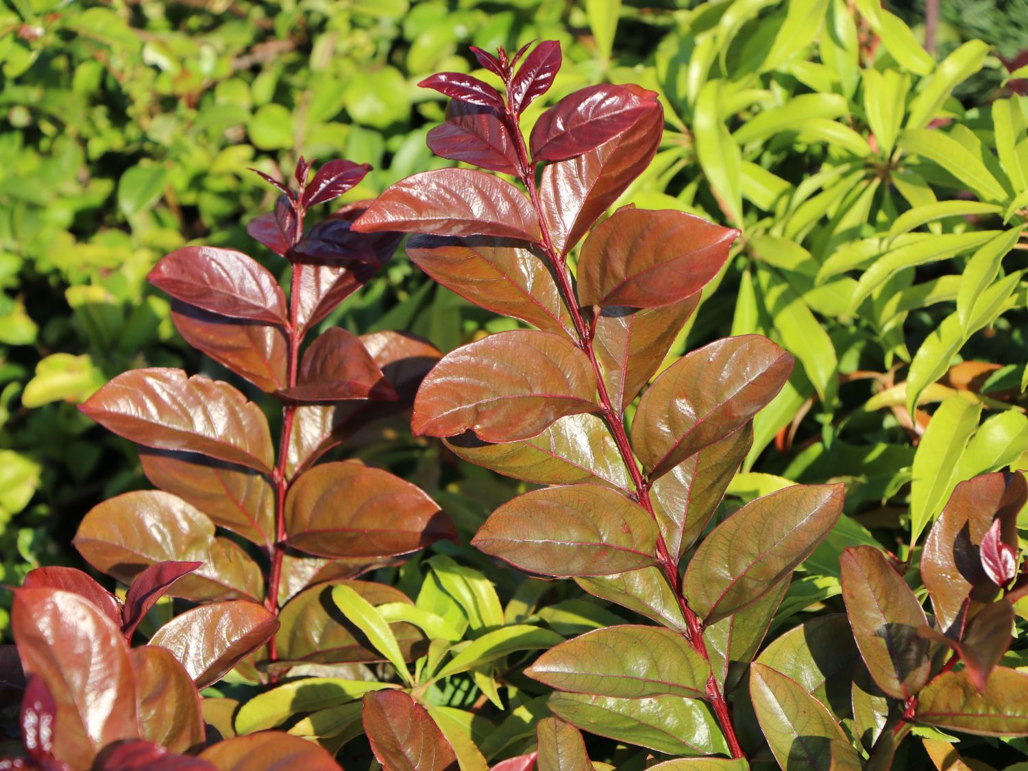 Chinesische Kräuselmyrte 'Enduring Summer White' - Lagerstroemia indica 'Enduring Summer White'