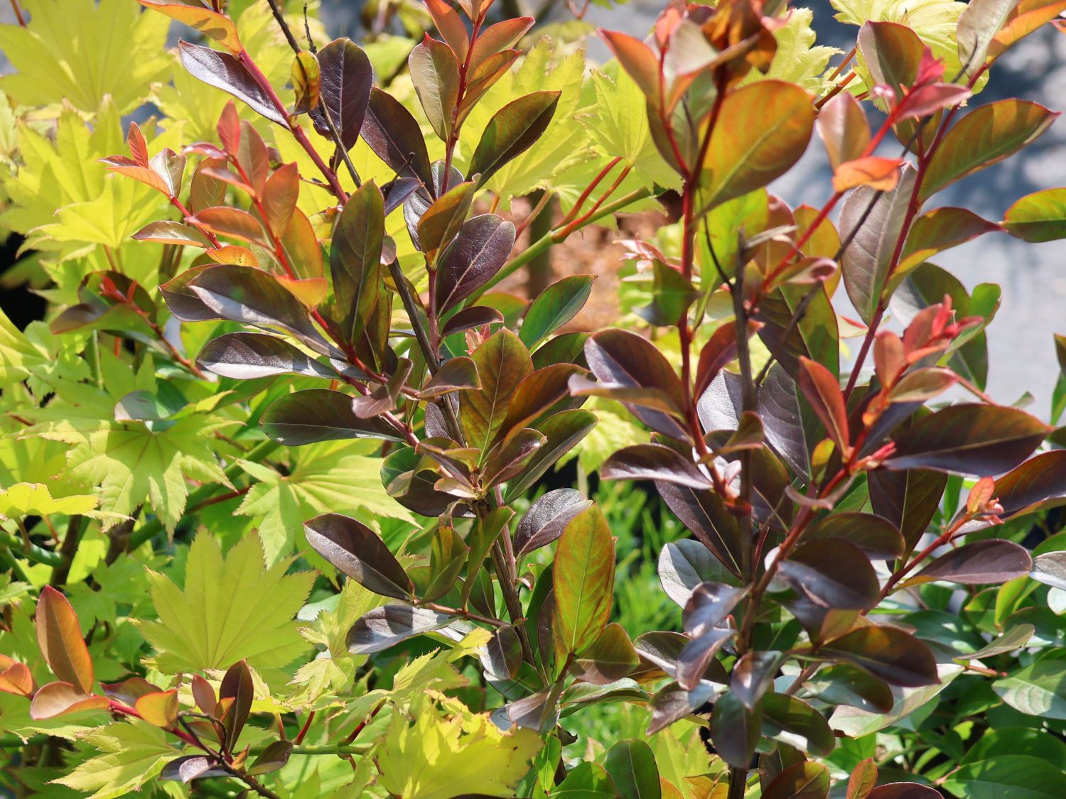 Chinesische Kräuselmyrte 'Eveline' - Lagerstroemia indica 'Eveline'