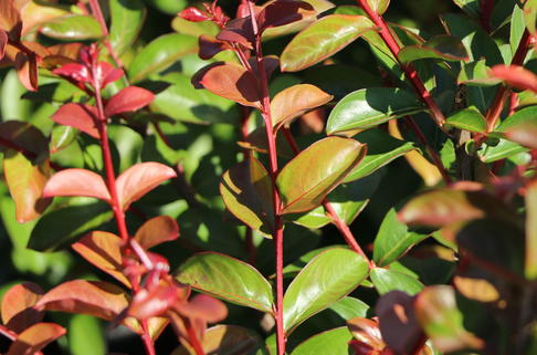 Chinesische Kräuselmyrte / Krepp-Myrte 'Seaburn' - Lagerstroemia indica 'Seaburn'