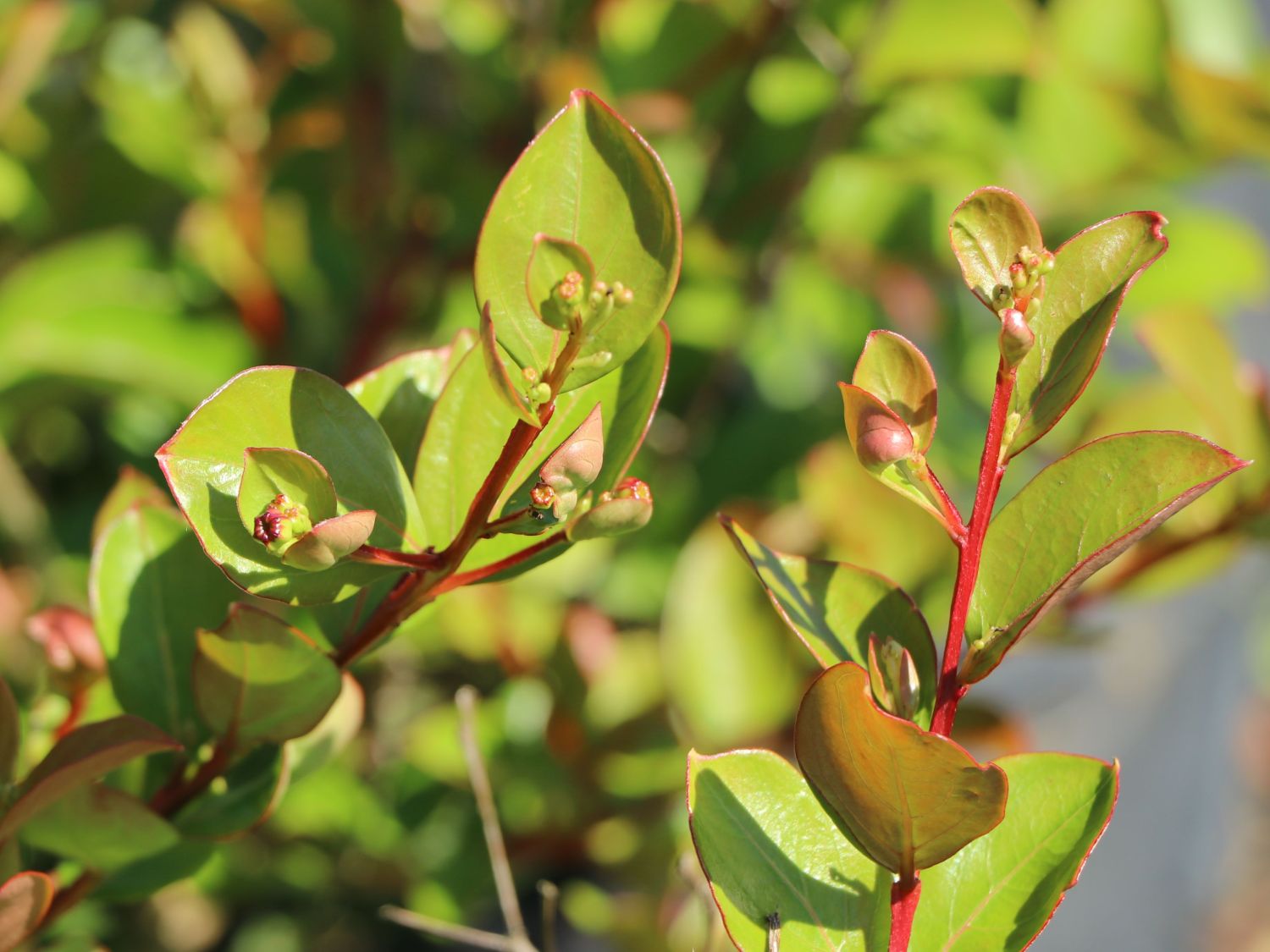 Chinesische Kräuselmyrte 'La Fayette' - Lagerstroemia indica 'La Fayette'