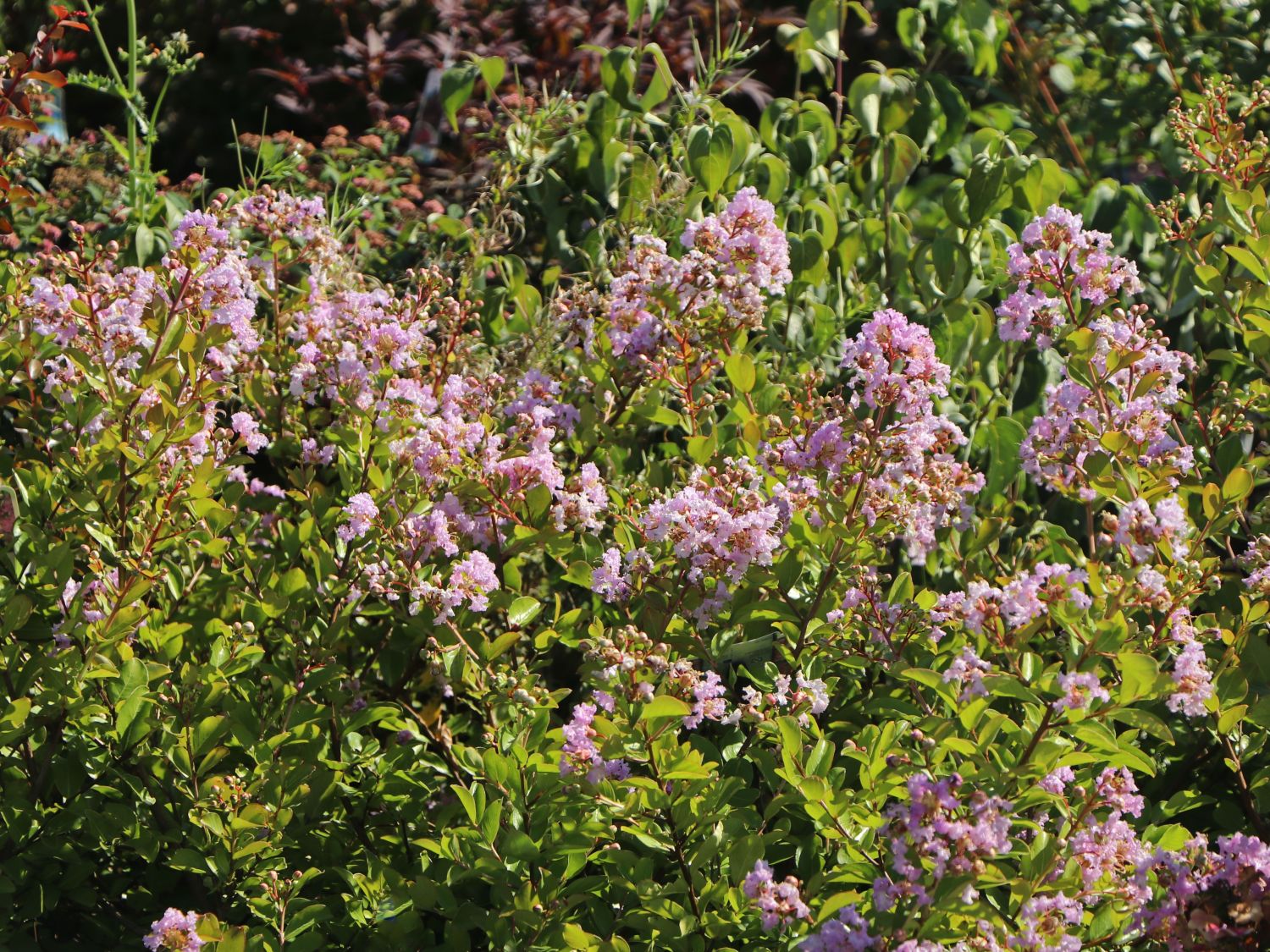 Chinesische Kräuselmyrte 'La Fayette' - Lagerstroemia indica 'La Fayette'