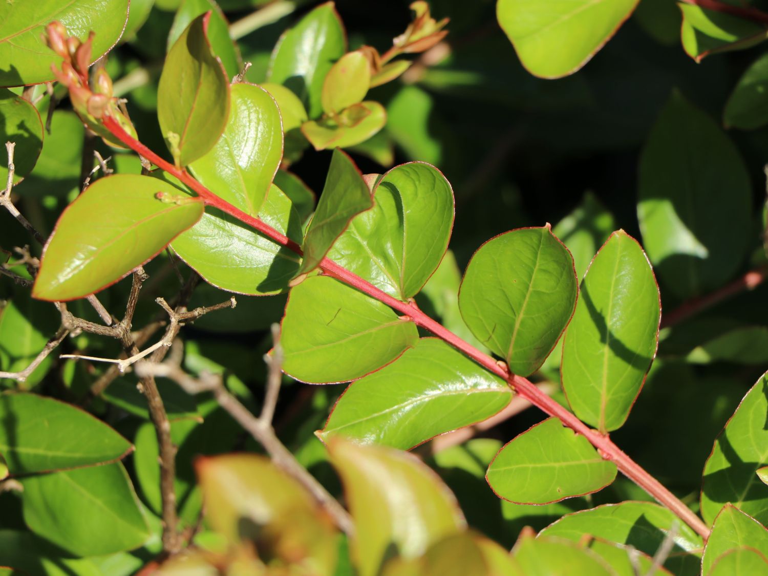 Chinesische Kräuselmyrte 'La Fayette' - Lagerstroemia indica 'La Fayette'