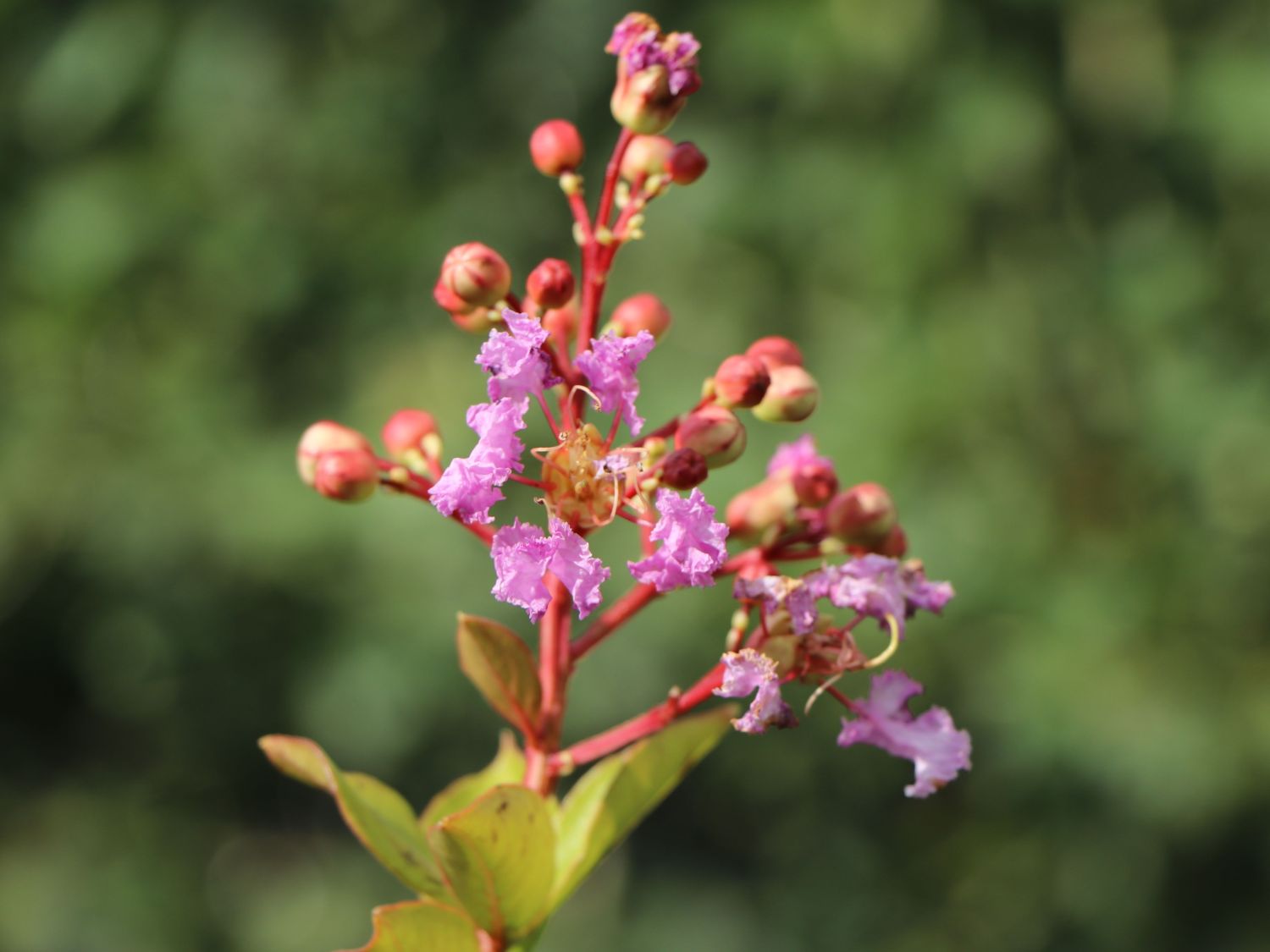 Chinesische Kräuselmyrte 'La Fayette' - Lagerstroemia indica 'La Fayette'
