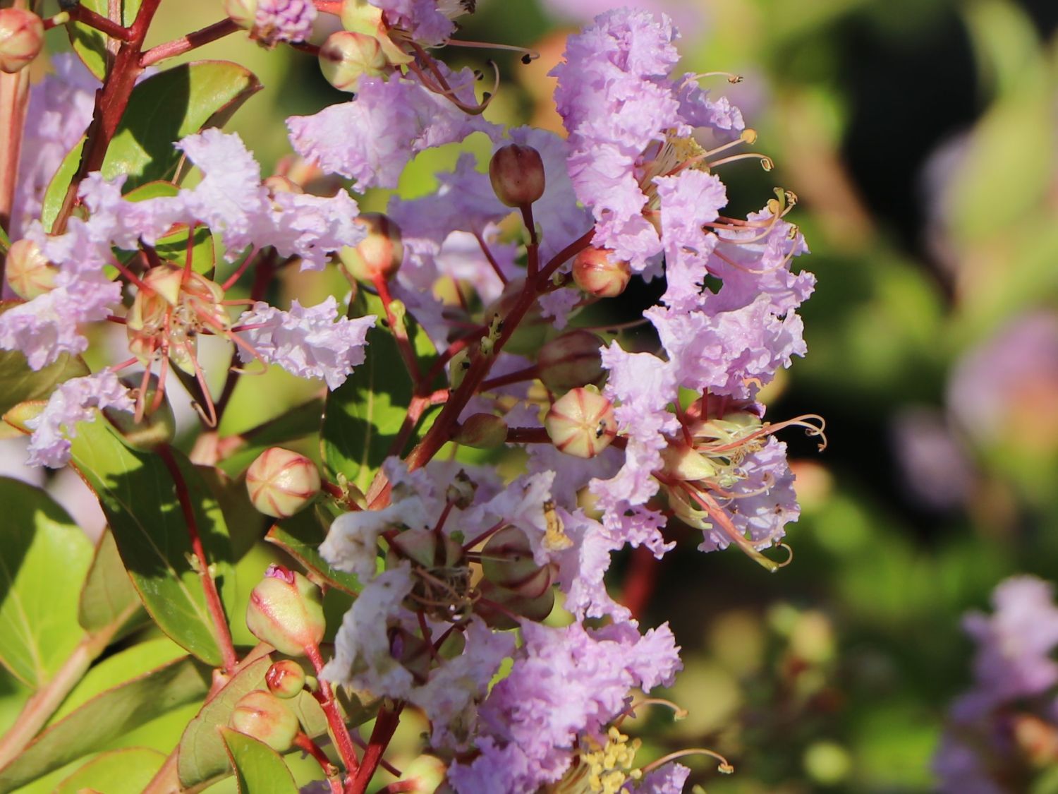 Chinesische Kräuselmyrte 'La Fayette' Lagerstroemia indica 'La