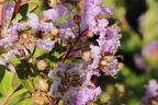 Chinesische Kräuselmyrte 'La Fayette' - Lagerstroemia indica 'La Fayette'